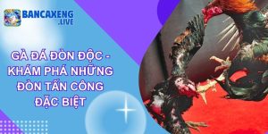Gà Đá Đòn Độc - Khám Phá Những Đòn Tấn Công Đặc Biệt