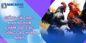 Giống Gà Chọi - Kinh Nghiệm Chăm Sóc Các Giống Gà Chuẩn Nhất