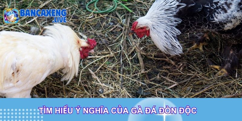 Tìm hiểu ý nghĩa của gà đá đòn độc